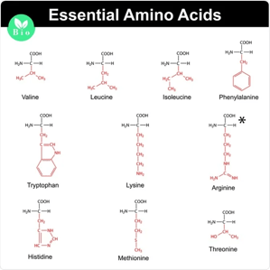 Essential Amino Acids