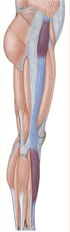 full diagram of leg muscles involved