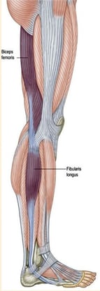 diagram of activated muscles 