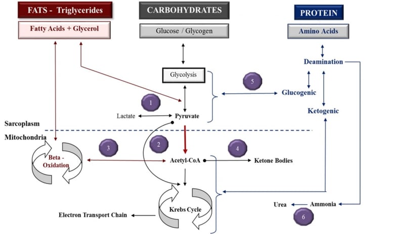 Figure 1-2: The metabolic mill - fuel utilization with the energy pathways