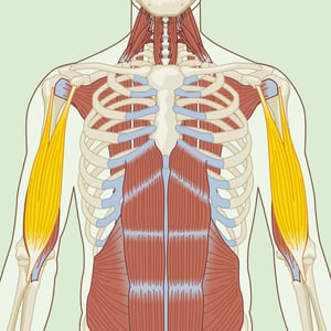 Assisted Reverse Chest Stretch, Biceps Brachii, Pectoralis Major,  Pectoralis Muscles and more