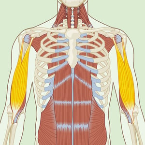 Biceps Brachii