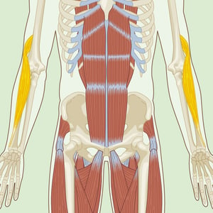 Brachioradialis