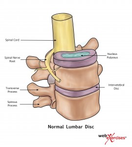 Normal Lumbar Disc