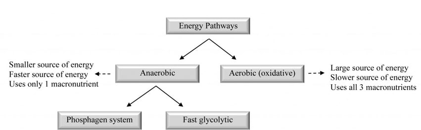 Figure 1-1 : Aperçu des voies bioénergétiques
