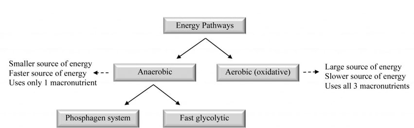 Figure 1-1: Overview of the bioenergetics pathways