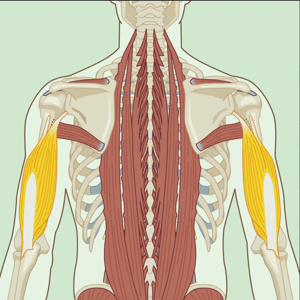 Arm Muscles Diagram : Arm Muscles Anatomy Function Of Biceps Triceps Forearms Openfit