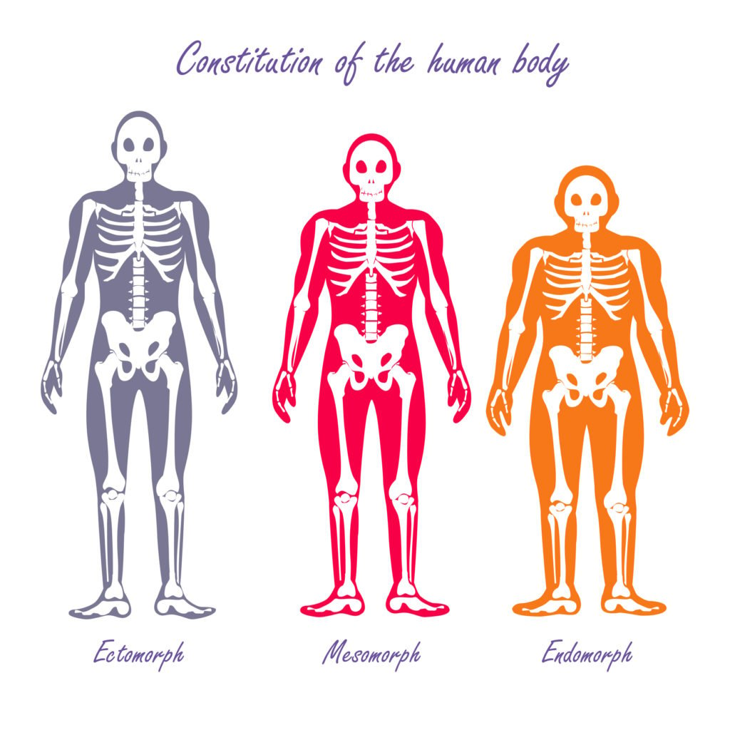 Body Types: Mesomorphs. Ectomorphs, & Endomorphs Explained