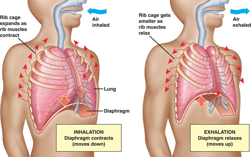 inhalation and exhalation chart