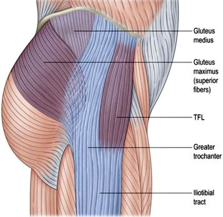 M Tensor fasciae Latae