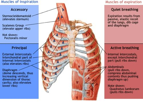 muscles of inspiration and expiration diagram