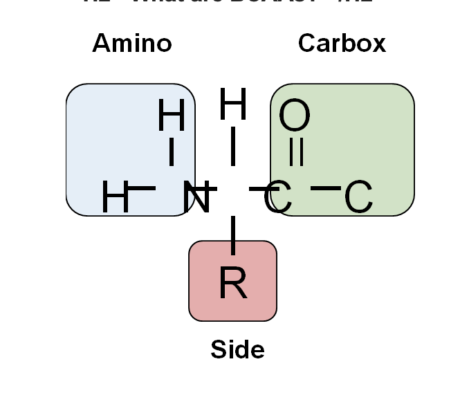 what are branch chained amino scids