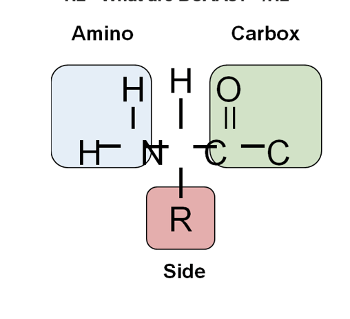 What Do Branched-Chain Amino Acids (BCAAs) Do?