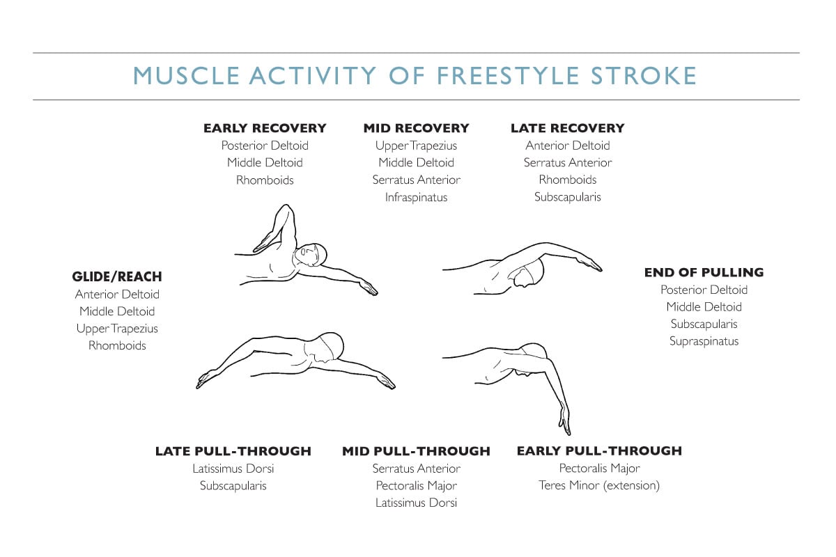 muslces involved in a swimmer's stroke