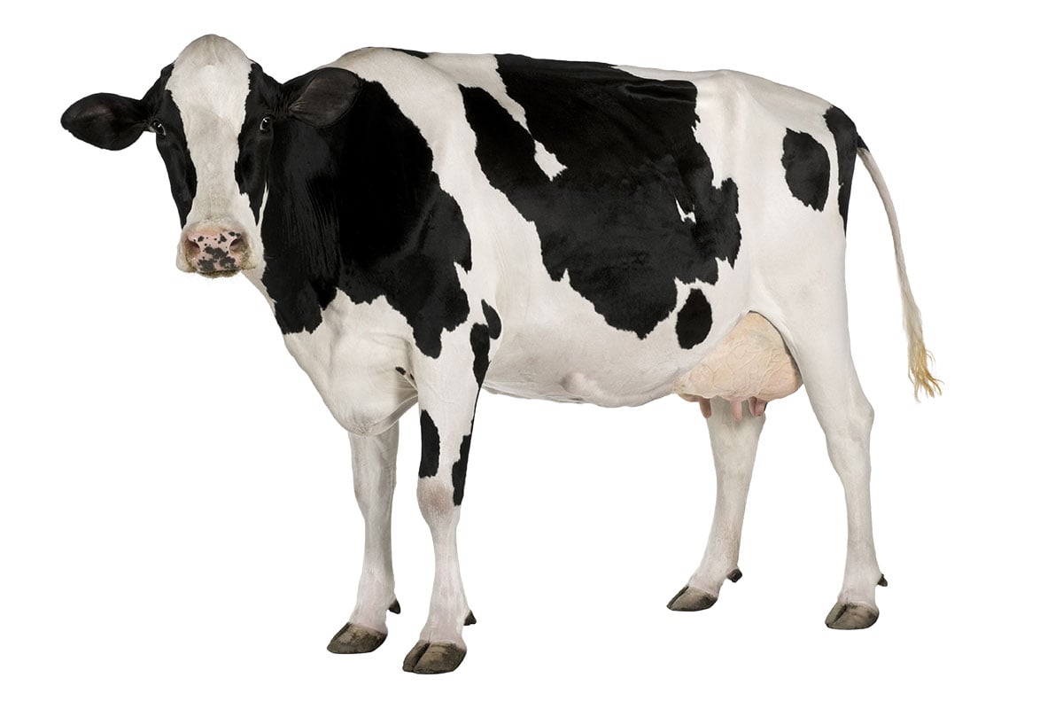 a cow