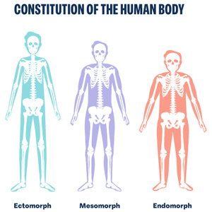 body types explained updated hubspot image 1 blog