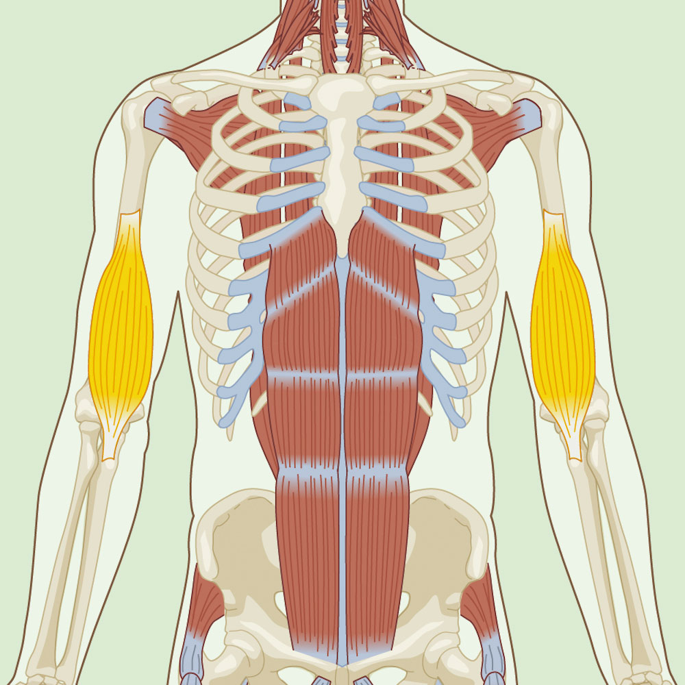 9 Arm Exercises For Definition Strength