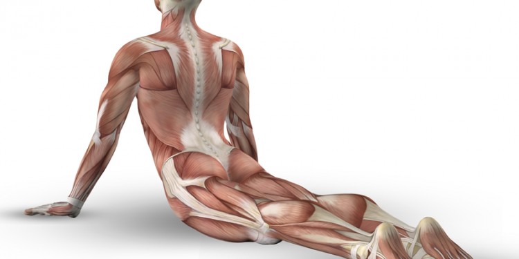 Yoga Poses AnatomyExercises 3D Illustrations